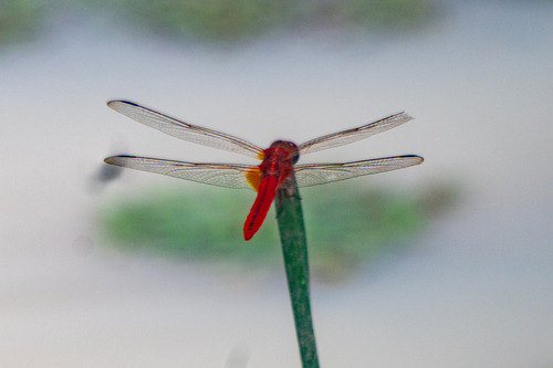 Scarlet Skimmer