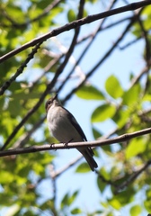 Ficedula hypoleuca