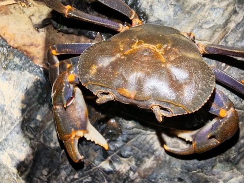 Ranong Waterfall Crab