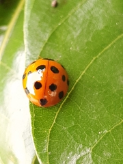 Harmonia dimidiata