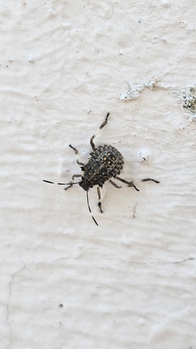Brown Marmorated Stink Bug