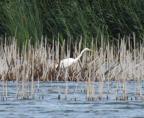 Great Egret