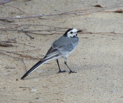 White Wagtail