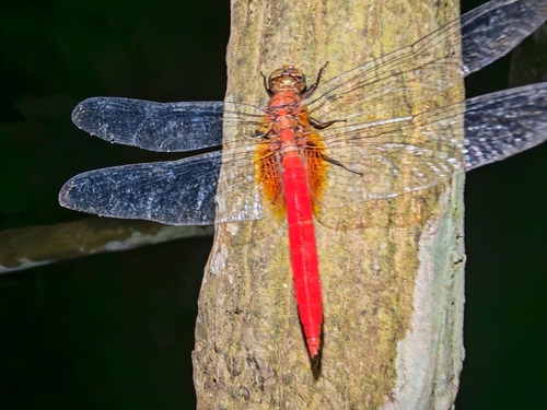 Orange Skimmer
