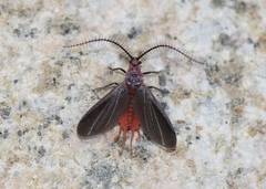 Drosicha