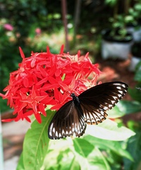Papilio clytia