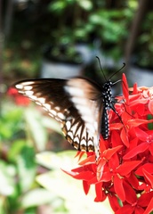 Papilio clytia