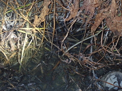 Fejervarya cancrivora