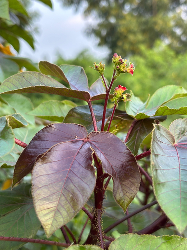 Bellyache Bush