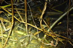 Fejervarya cancrivora