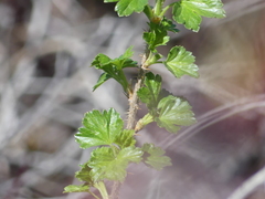 Ribes oxyacanthoides