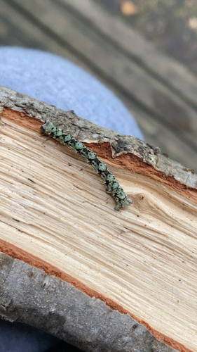 Scalloped Hazel