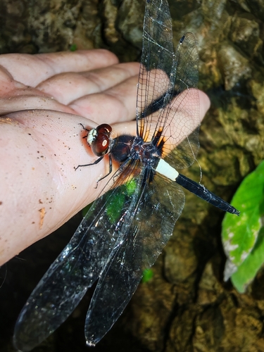 Banded Skimmer