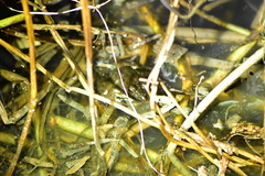 Fejervarya cancrivora