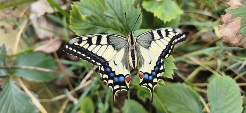 Old World Swallowtail