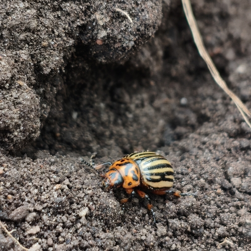 Colorado Potato Beetle