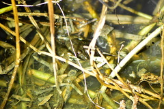 Fejervarya cancrivora