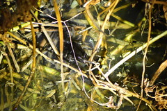 Fejervarya cancrivora