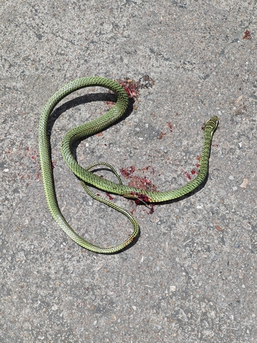 Golden Tree Snake
