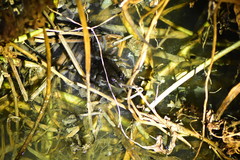 Fejervarya cancrivora