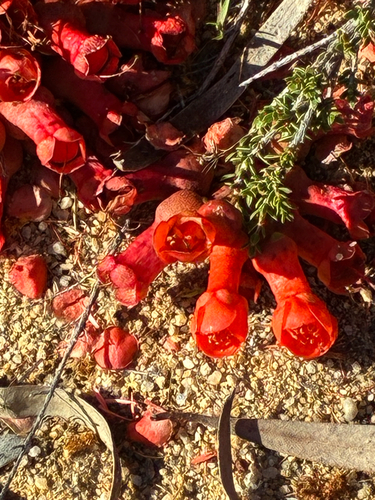 Native pomegranate