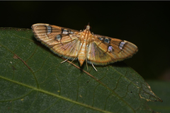 Cotachena histricalis