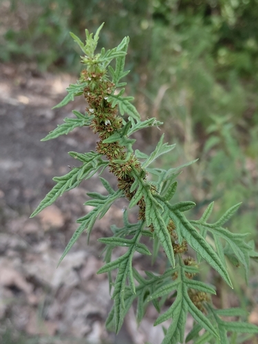 cut-leaved gypsywort
