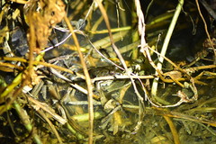 Fejervarya cancrivora