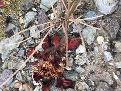 Chorizanthe aphanantha