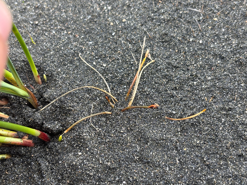 Eleocharis neozelandica observed 2026-08-29