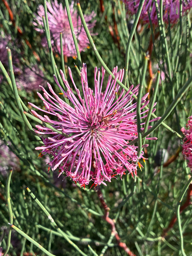 Spreading Coneflower