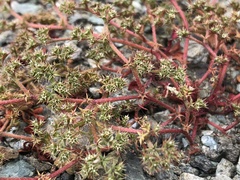 Chorizanthe aphanantha