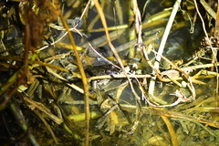 Fejervarya cancrivora