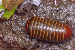 Arthrosphaera