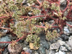 Chorizanthe aphanantha