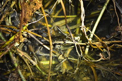 Fejervarya cancrivora