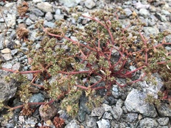 Chorizanthe aphanantha