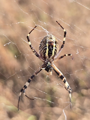 Wasp Spider