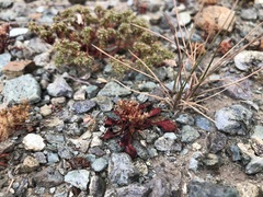 Chorizanthe aphanantha