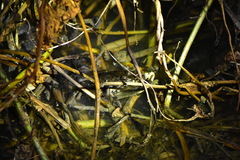 Fejervarya cancrivora