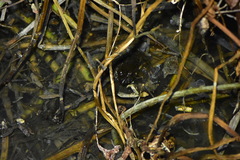 Fejervarya cancrivora