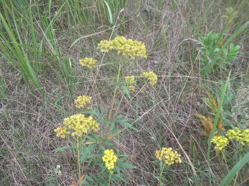 Patrinia rupestris, photograph 2
