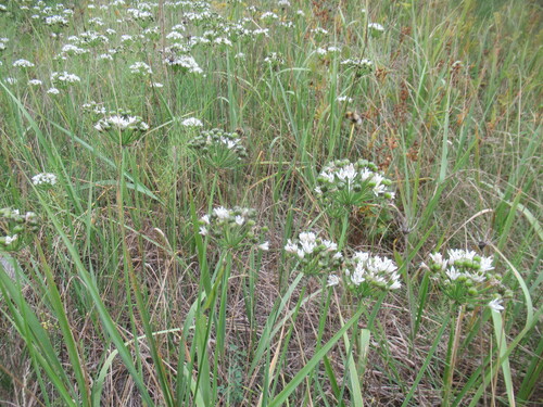 Allium ramosum, photograph 4