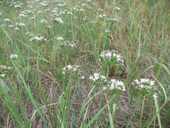 Allium ramosum, photograph author not stated, no rights reserved