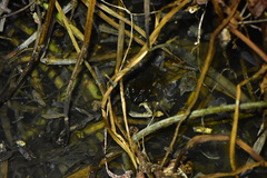 Fejervarya cancrivora