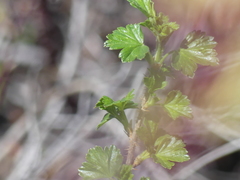 Ribes oxyacanthoides