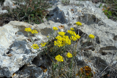 Odontarrhena tortuosa