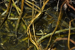 Fejervarya cancrivora