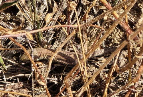 Green Lizard