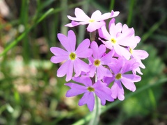 Primula cortusoides